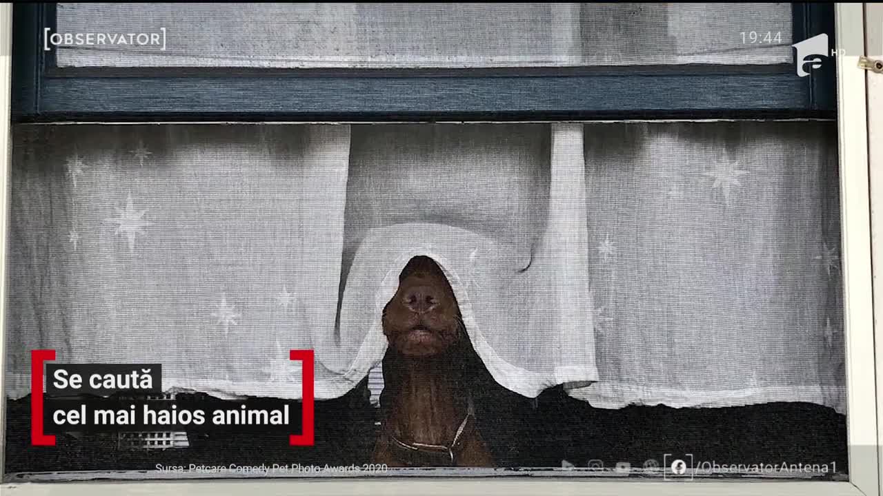 Se caută cel mai haios animal