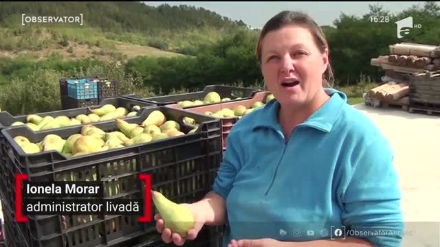 Perele, vedetele toamnei