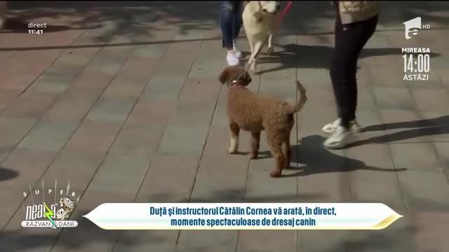 Cătălin Cornea, momente spectaculoase de dresaj canin