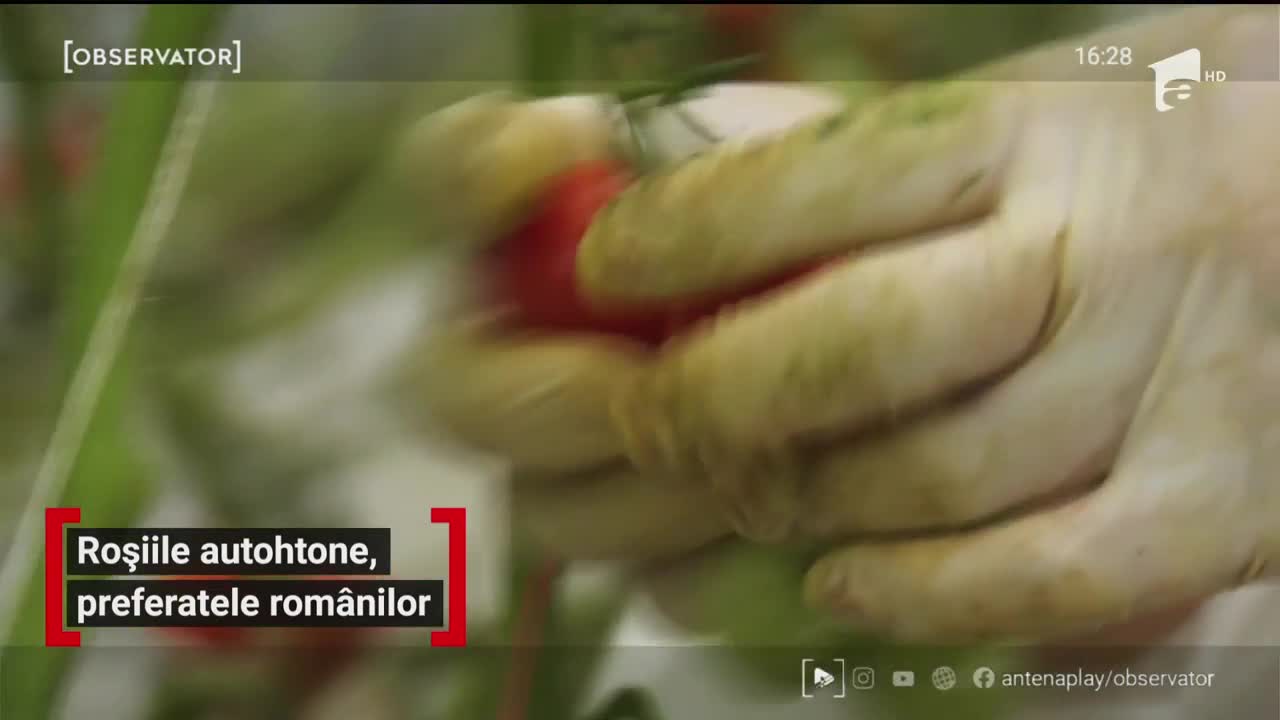 Roşiile autohtone, preferatele rom&acirc;nilor