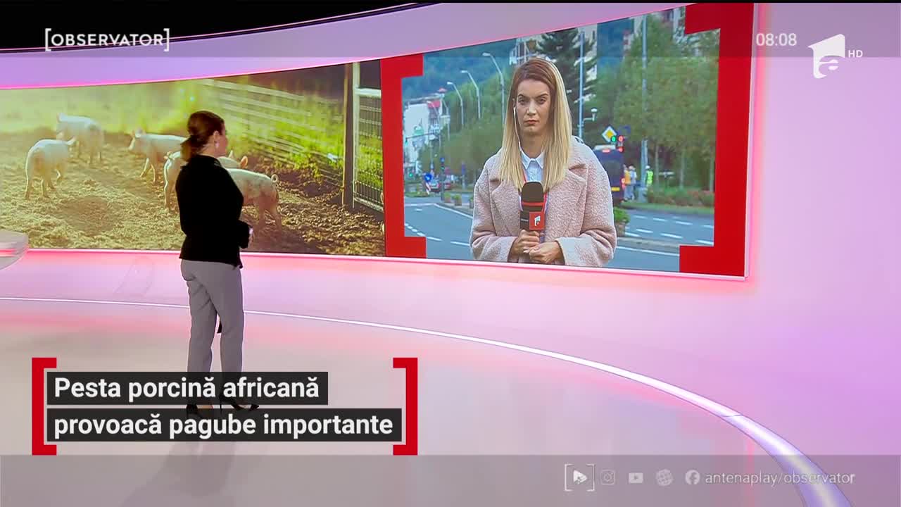 Pesta porcină africană continuă să se răsp&acirc;ndească &icirc;n Rom&acirc;nia