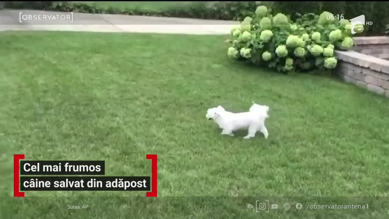 Un bichon maltez a primit titlul de cel mai frumos c&acirc;ine adoptat de la un adăpost