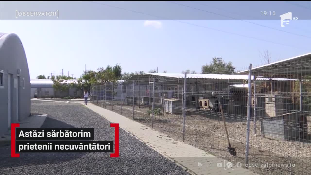 Ziua Mondială a Animalelor