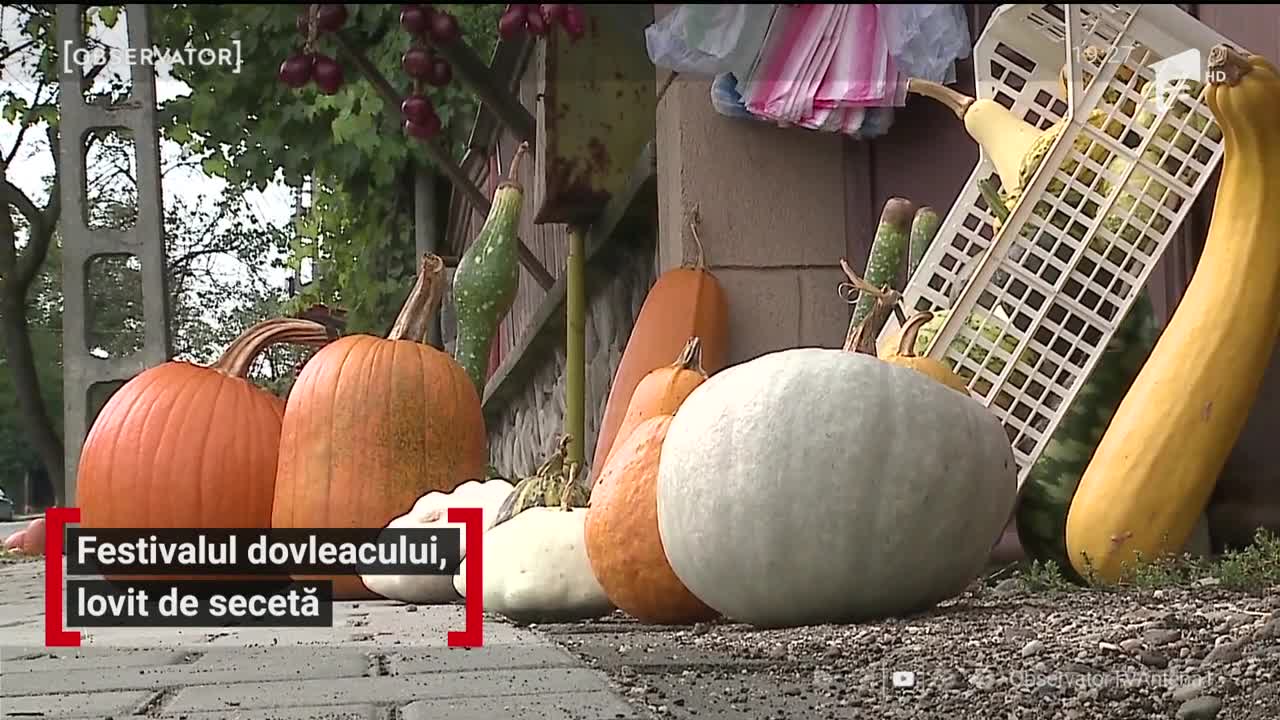 Festivalul dovleacului, lovit de secetă