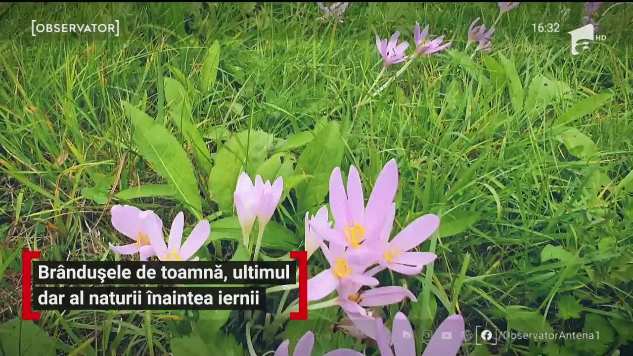 Br&acirc;ndușele de toamnă, ultimul dar al naturii &icirc;naintea iernii