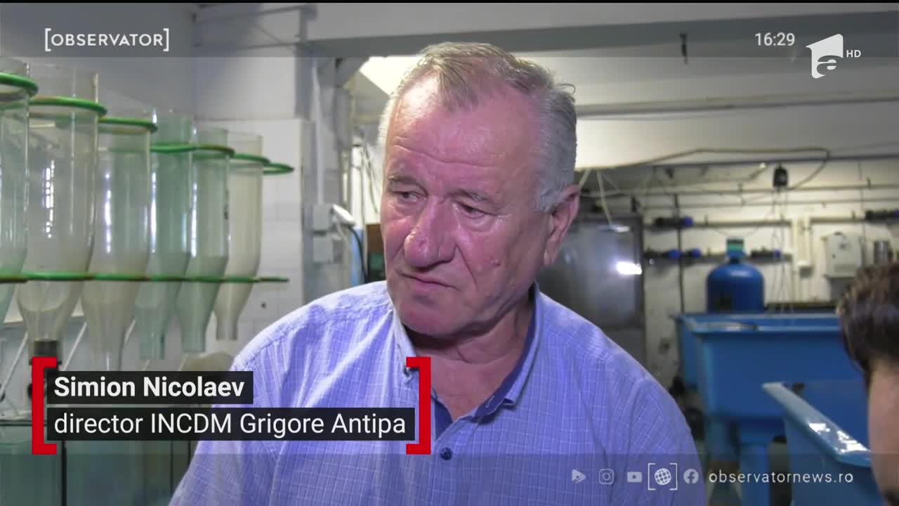 Crabul albastru &icirc;noată &icirc;n Marea Neagră