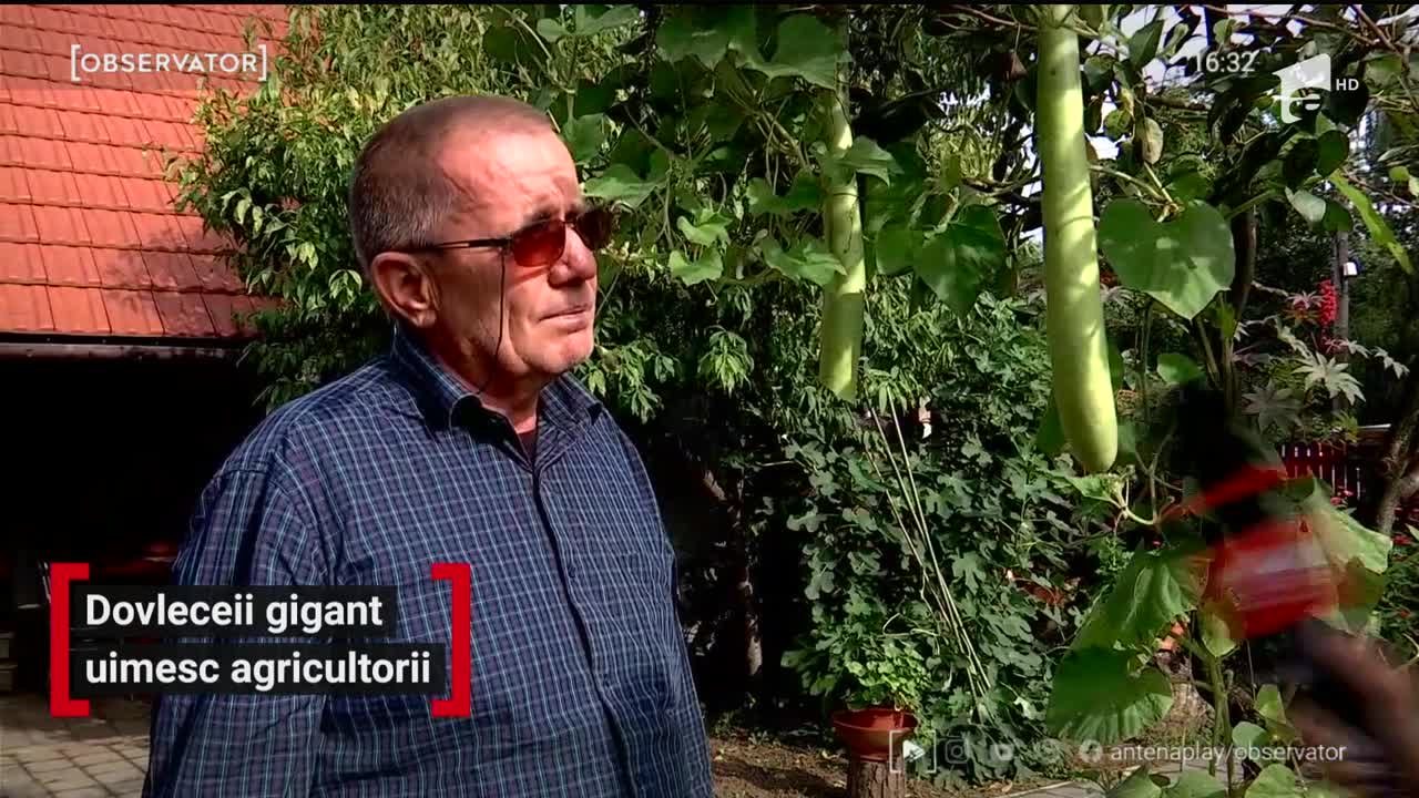 Dovleceii gigant uimesc agricultorii