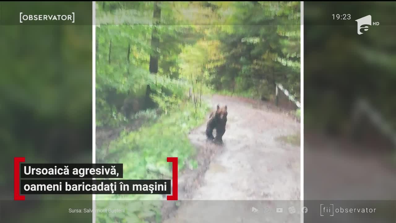 Un urs rănit a semănat panică &icirc;n Buşteni. Animalul a atacat un grup de muncitori şi a muşcat efectiv din maşini