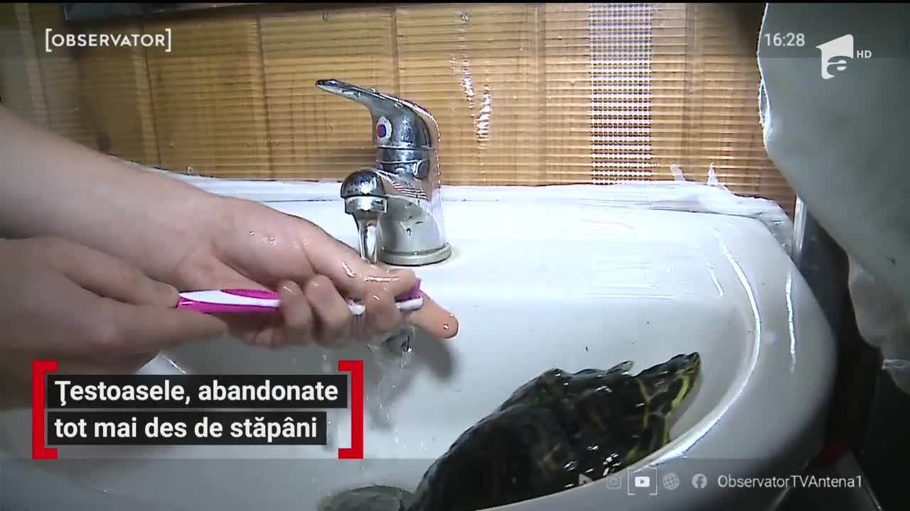 Țestoasele, abandonate tot mai des de stăp&acirc;ni