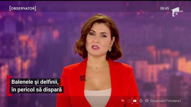 Balenele, delfinii şi marsuinii, &icirc;n pericol de dispariție