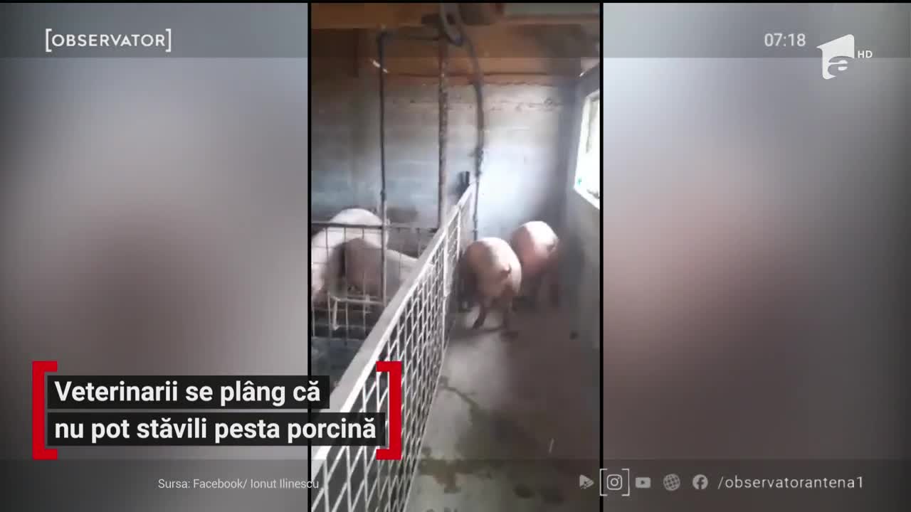 Veterinarii se pl&acirc;ng că nu pot stăvili pesta porcină