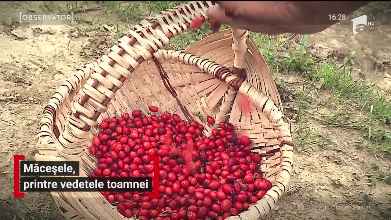 Măceșele, printre vedetele toamnei