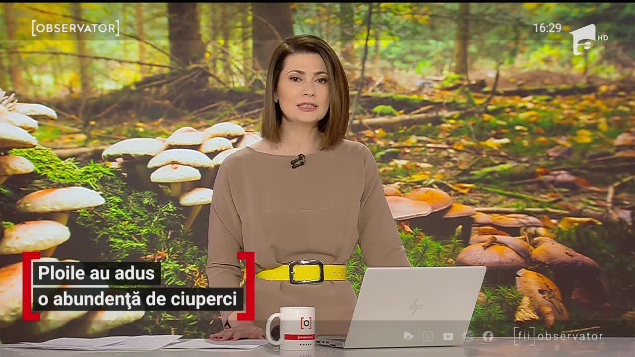 Ploile au adus o abundență de ciuperci
