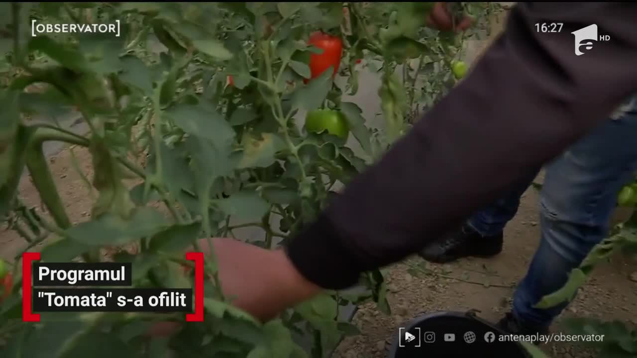 Programul &bdquo;Tomata&rdquo; s-a ofilit. Roșiile rom&acirc;nești dispar de pe tarabe