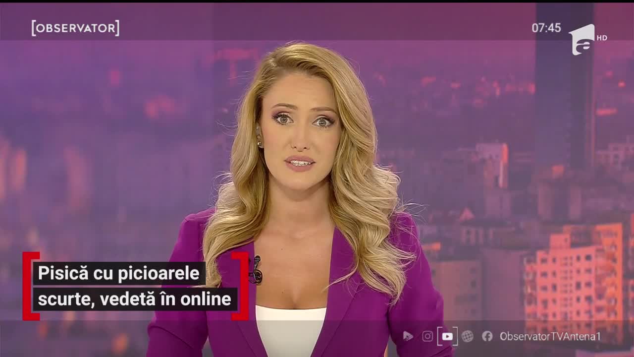 O pisică din Rusia este noua senzaţie de pe internet