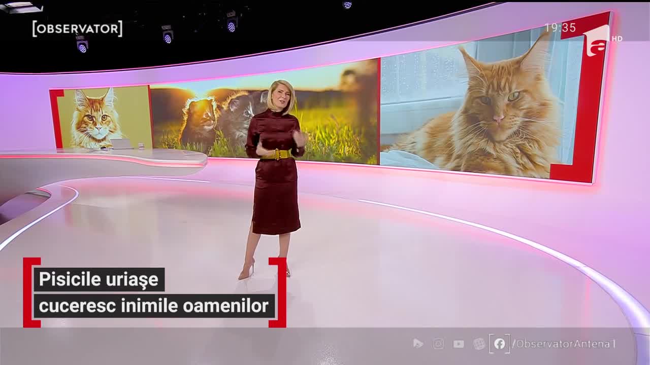 Pisicile uriașe cuceresc inimile oamenilor