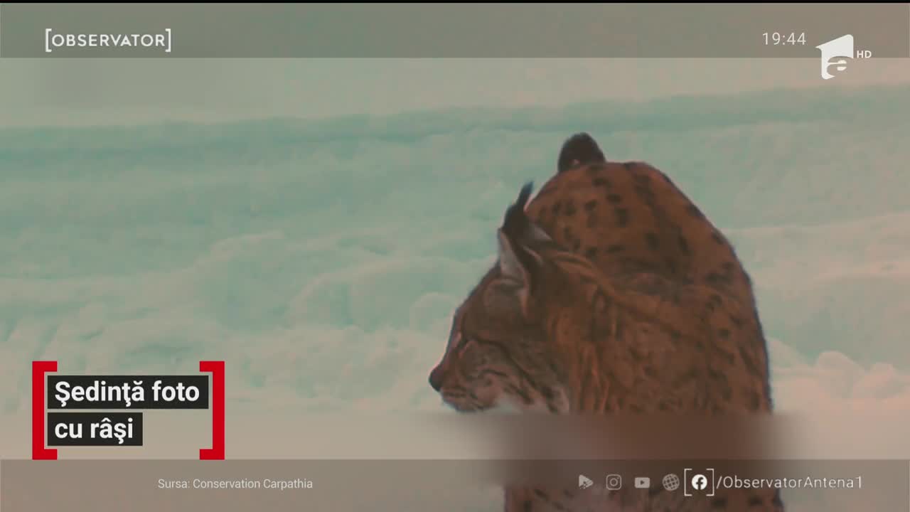 Ședință foto cu r&acirc;și din munții Rom&acirc;niei