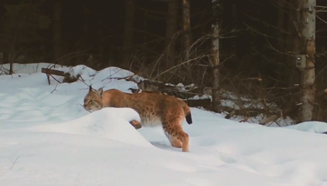 R&acirc;șii, bogăția Carpaților