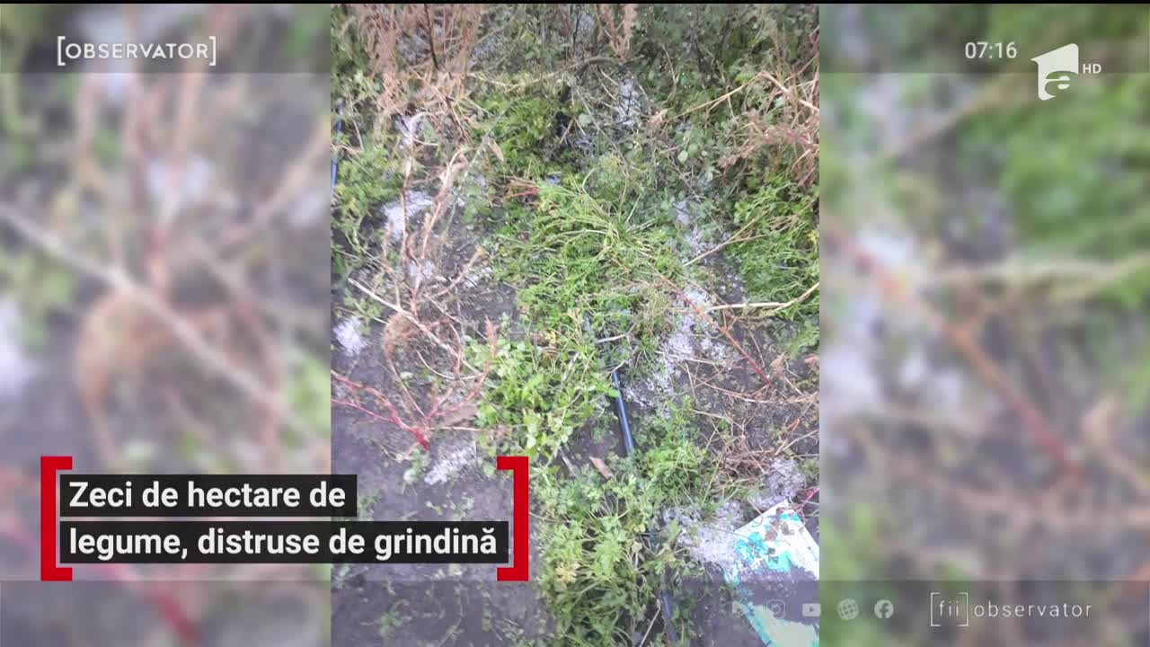 Zeci de hectare de legume, distruse de grindină