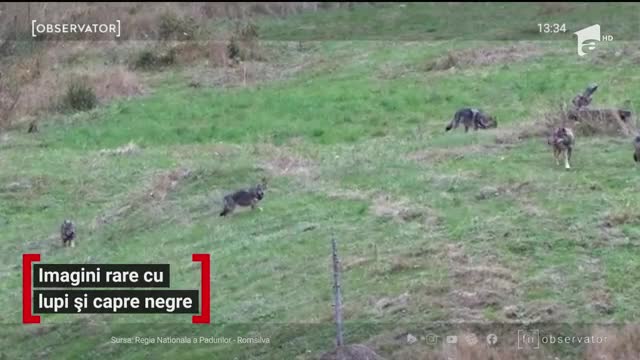 Imagini rare cu lupi şi capre negre