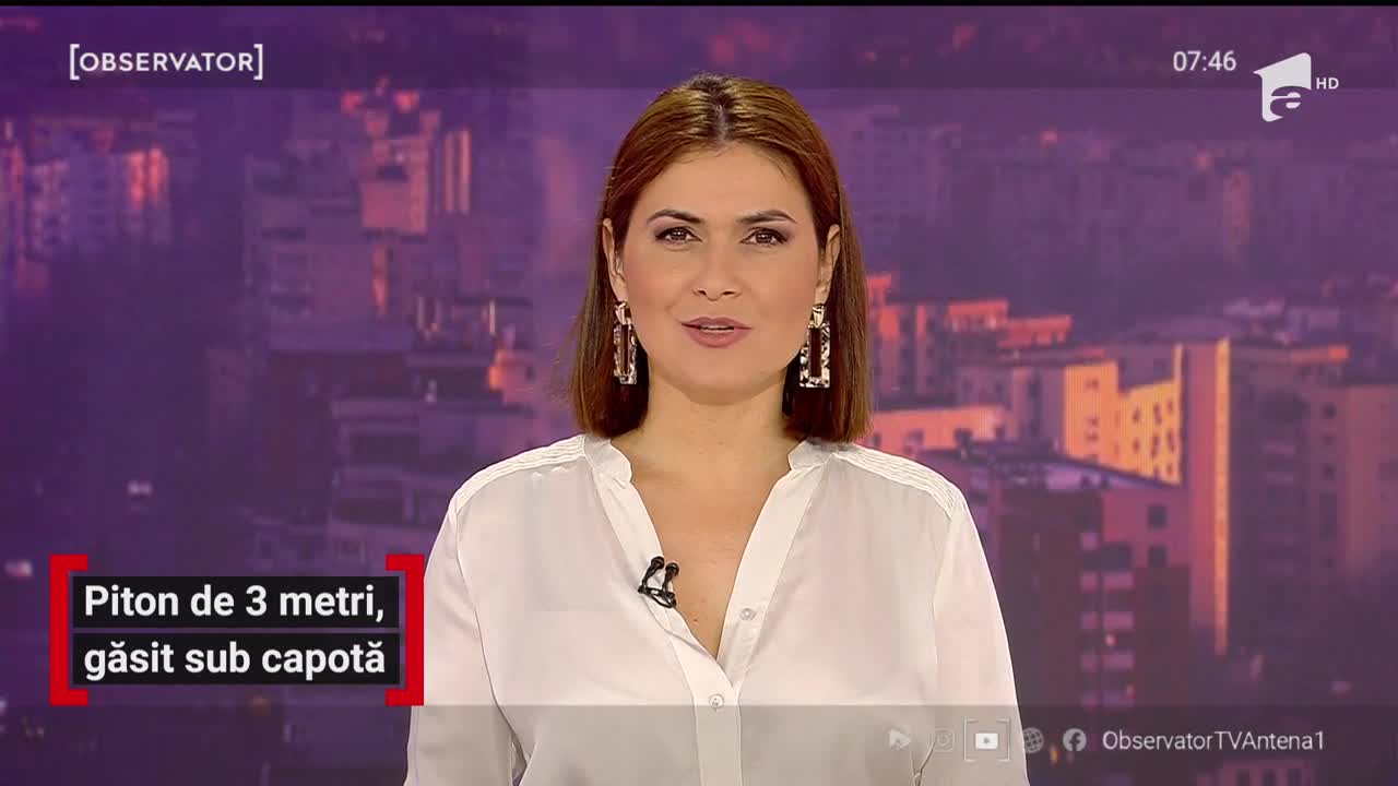 Piton de trei metri, găsit sub capotă