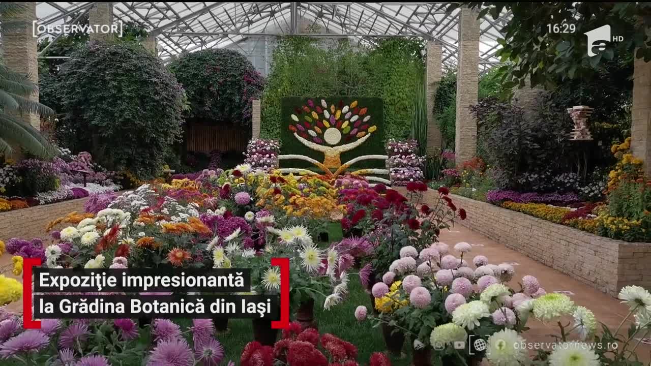 Expozitie de crizanteme la Grădina Botanică din Iaşi