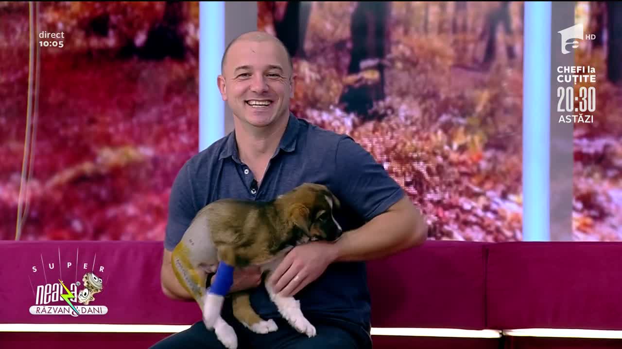 Totul despre vaccinarea animalelor de companie