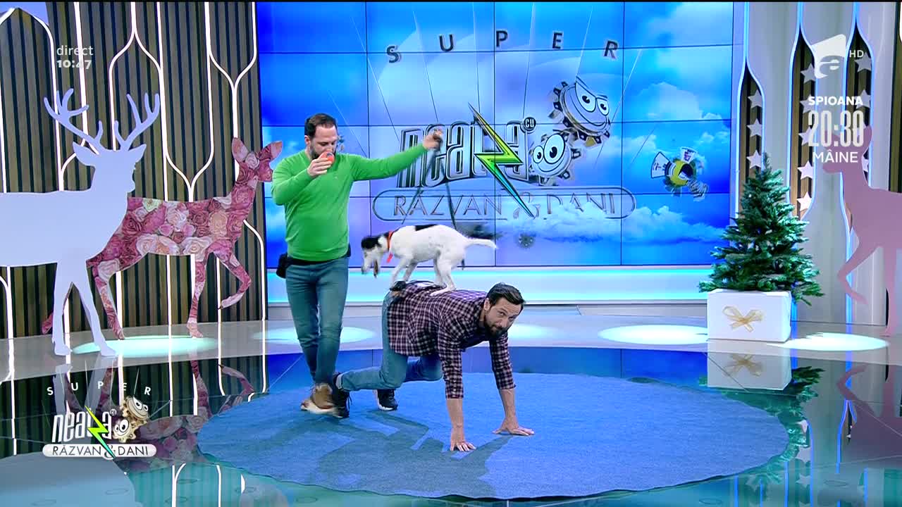 Dani Oțil s-a așezat &icirc;n patru labe! Cum dresezi c&acirc;inele să sară peste obstacole