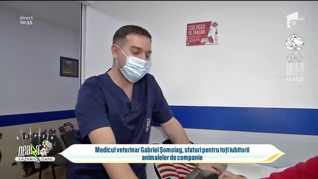 Cum se &icirc;ngrijesc corect pisicile. Sfatul medicului veterinar