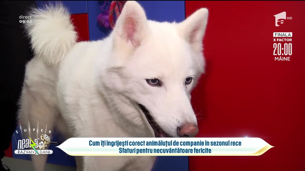 Cum &icirc;ți &icirc;ngrijești corect cățelul &icirc;n sezonul rece. Sfaturi pentru necuv&acirc;ntătoare fericite