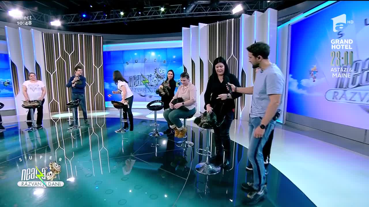 Cele mai frumoase pisici din rasa Maine Coon, &icirc;n direct la Neatza