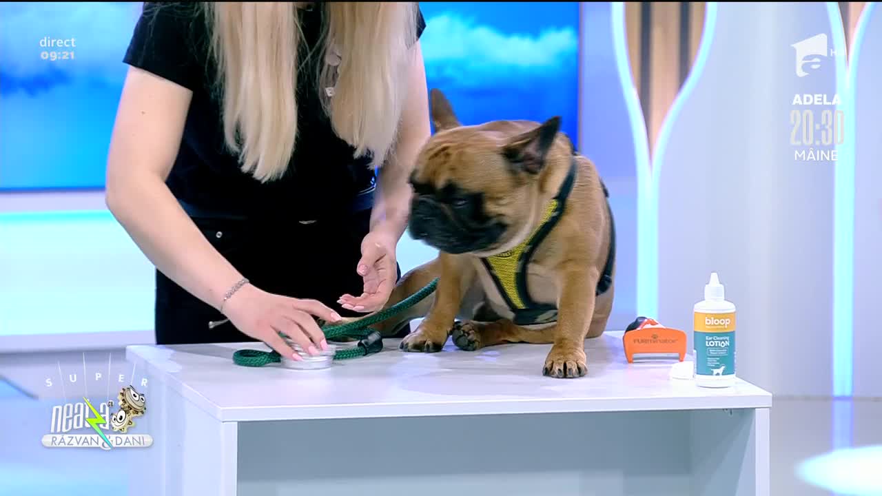 Particularitățile raselor Bulldog Francez și Plug! Cum &icirc;ngrijim corect acești c&acirc;ini