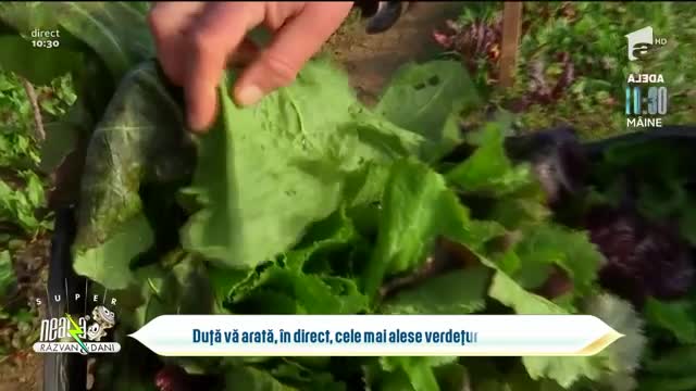 Cele mai alese verdețuri de februarie