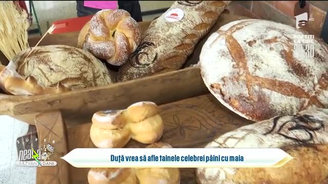 Tainele celebrei p&acirc;ini cu maia