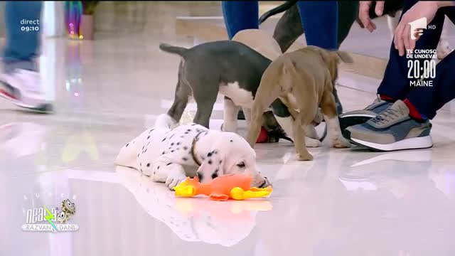 Cei mai frumoși c&acirc;ini din rasele Dalmațian și Amstaff, &icirc;n direct, la Neatza