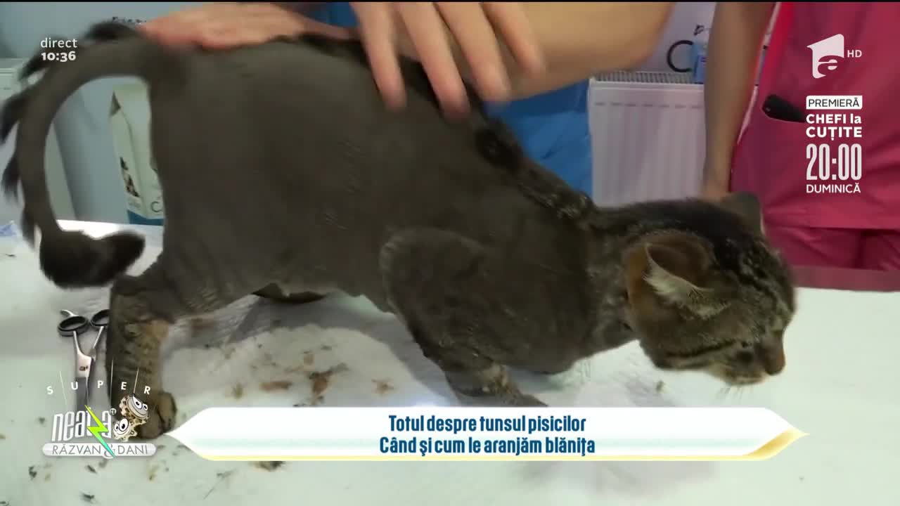 Totul despre tunsul pisicilor. C&acirc;nd e momentul să-ți duci pisica la cosmetică