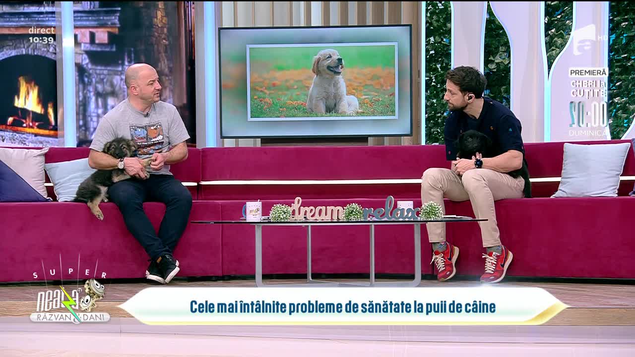 Totul despre cele mai &icirc;nt&acirc;lnite probleme de sănătate la puii de c&acirc;ine