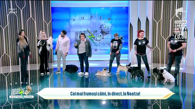 Topul celor mai frumoase rase de c&acirc;ini