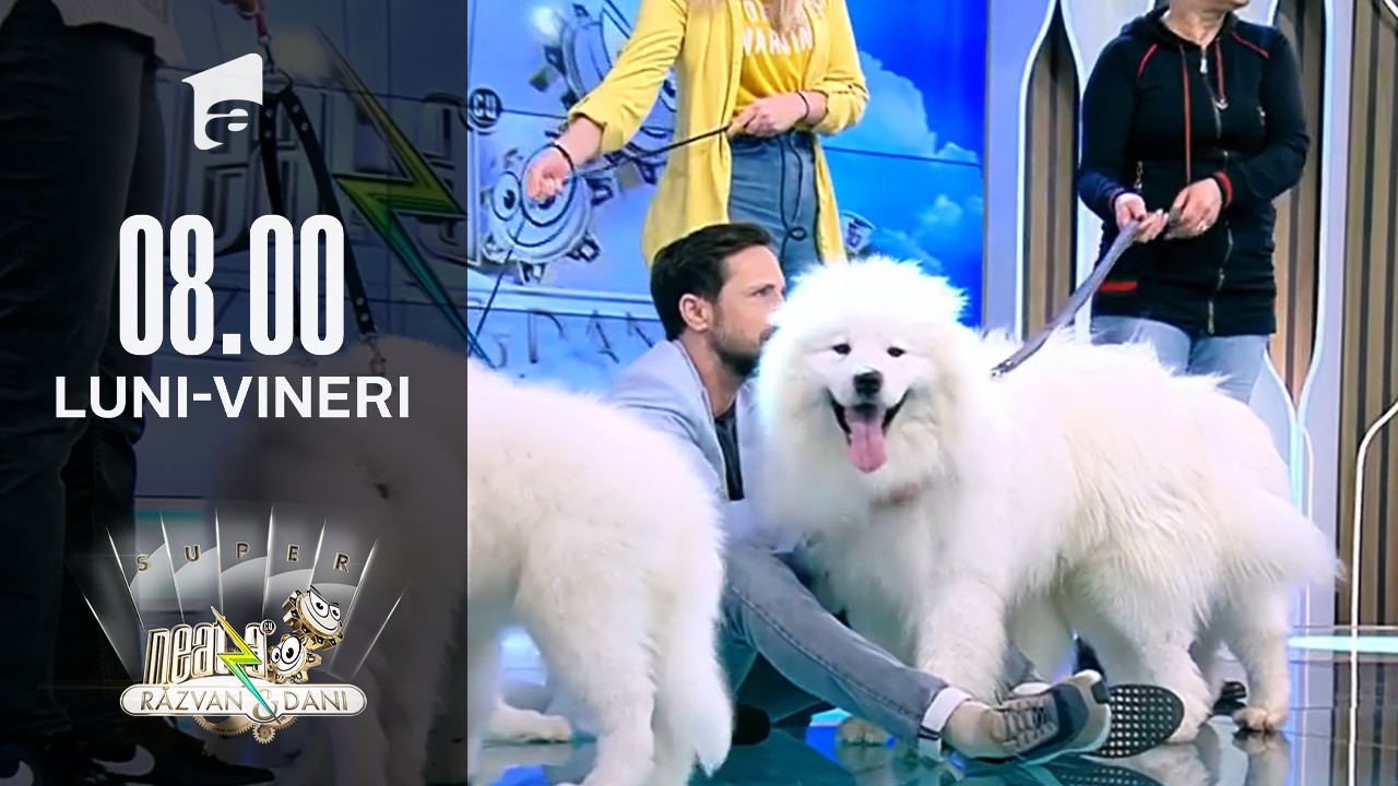 Totul despre creșterea și &icirc;ngrijirea unui c&acirc;ine rasa Samoyed și Husky