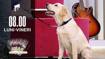 Cătălin Cornea, instructor atestat și autorizat &icirc;n dresaj canin, totul despre predresaj