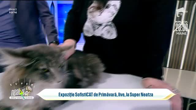 Pisicile aristocrate, &icirc;n direct, la Super Neatza