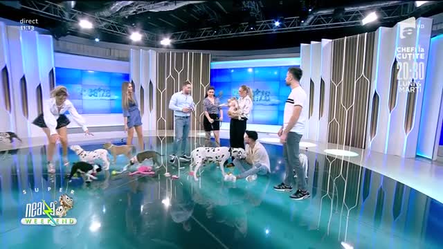 Amstaff și Dalmatian, cei mai simpatici c&acirc;ini, la Neatza de Weekend