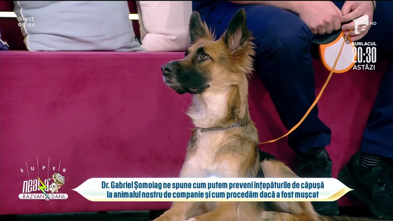 Mușcătura de căpușă la c&acirc;ini și pisici. Ce boli le provoacă și cum o putem extrage