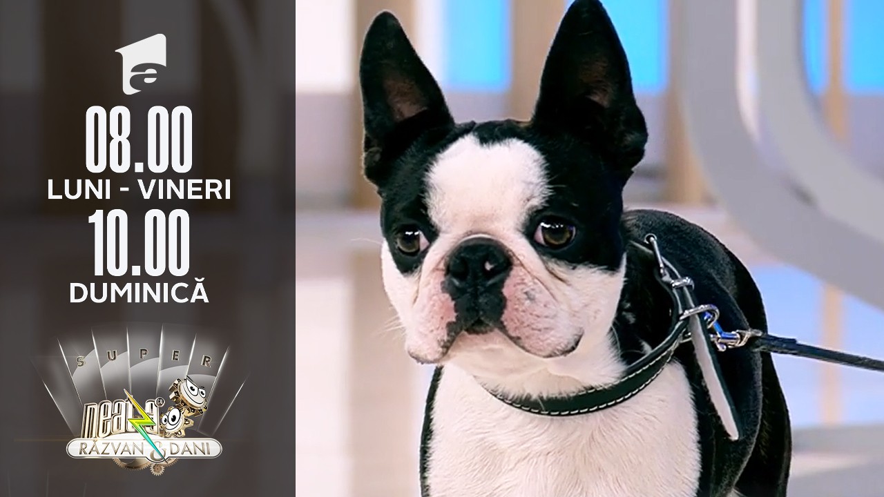 Diferențele dintre rasele de c&acirc;ini Boston Terrier și Bulldog Francez