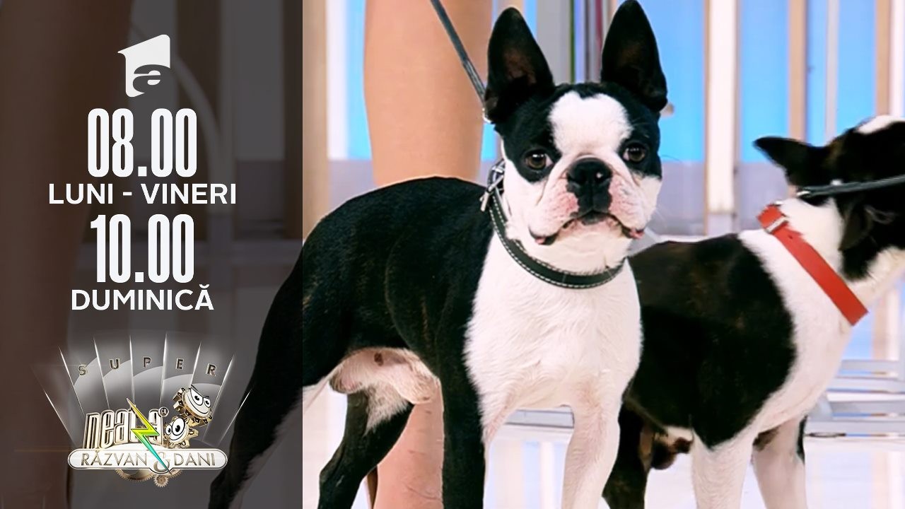 Cei mai frumoși c&acirc;ini din rasele Boston Terrier și Bulldog Francez, &icirc;n direct, la Super Neatza de Weekend