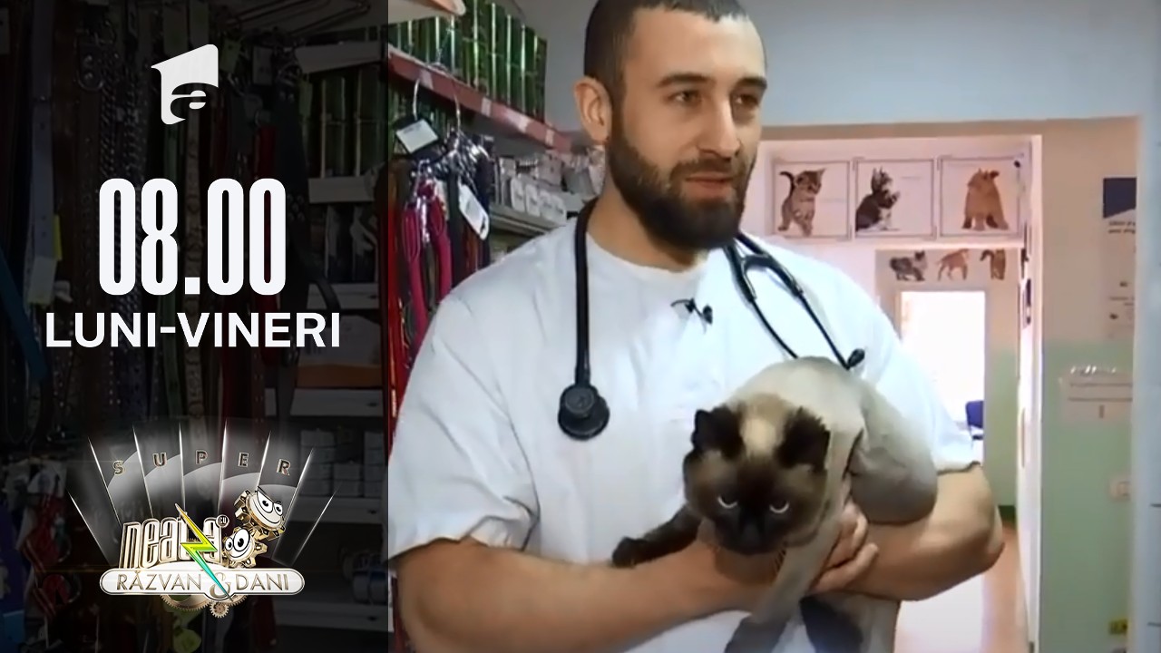 Totul despre sterilizarea animalelor de companie