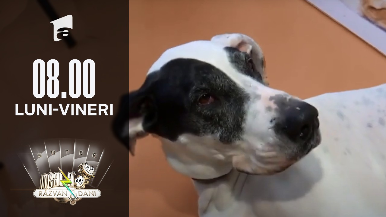 Animalul tău de companie năp&acirc;rlește? Uite ce trebuie să faci!