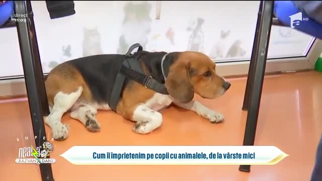 Cum &icirc;i &icirc;mprietenim pe copii cu animalele, de la v&acirc;rste mici