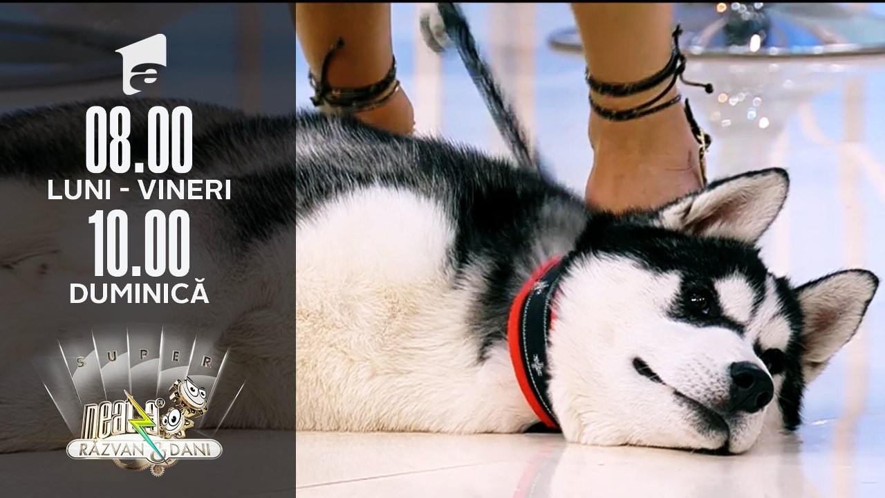 Super exemplare de Husky Siberian, &icirc;n direct, la Neatza de Weekend