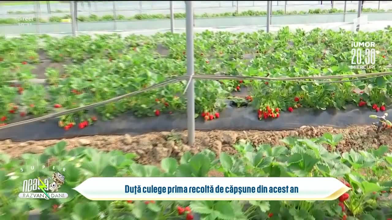 Totul despre soiurile de căpșuni care rodesc la &icirc;nceputul primăverii